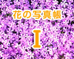 花の写真帳1