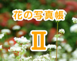 花の写真帳2